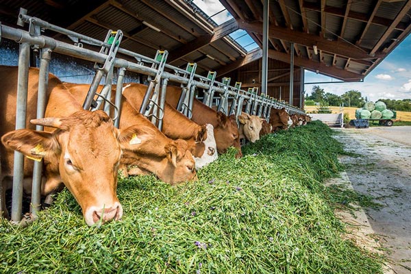 Understanding the Future of Global Market